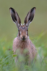 Brown Hare (Lepus europaeus) in summer meadow at dusk - 677269741