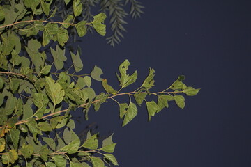 green leaves background