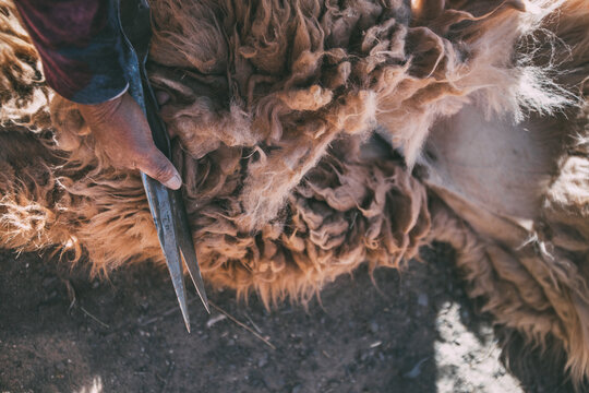esquila de llama