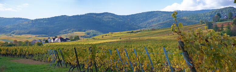Fototapeta na wymiar Herbstliche Weinberge im Elsass, weites Panorama