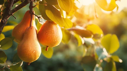 Foto op Plexiglas Branch of ripe organic cultivar of pears close-up in the summer garden.Generative AI © Anna