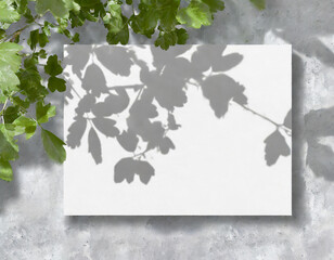 Empty white horizontal rectangle poster mockup with soft hawthorn leaves shadows on neutral light grey concrete wall background. Flat lay, top view