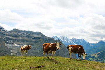 Fototapeta premium cows in alpine meadows with rocks in the background