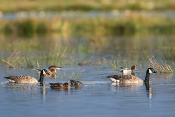 Canada Goose, Branta canadensis birds on Marshes at winter time