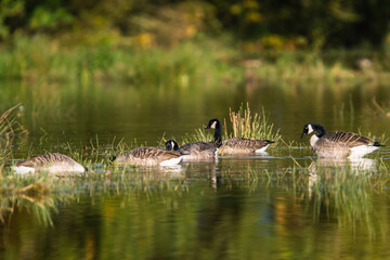 Canada Goose, Branta canadensis birds on Marshes at winter time