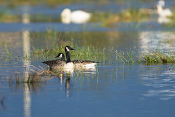 Canada Goose, Branta canadensis birds on Marshes at winter time