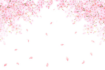 pink beautiful Saka blossoms on a white background