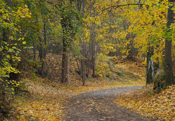 Waldweg im Herbst mit buntem Laub