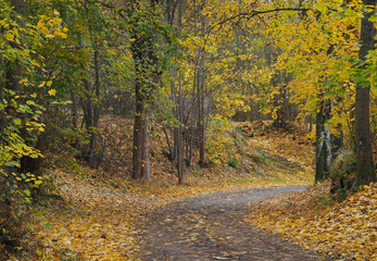 Waldweg im Herbst mit buntem Laub