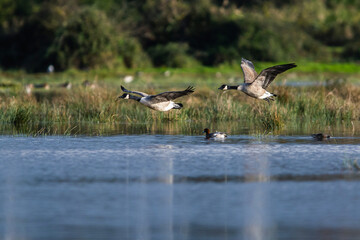 Canada Goose, Branta canadensis birds in flight over Marshes