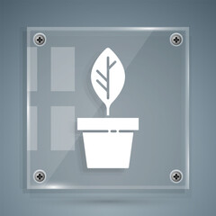 White Plant in pot icon isolated on grey background. Plant growing in a pot. Potted plant sign. Square glass panels. Vector