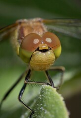 Macro shot of a common darter (Sympetrum striolatum)