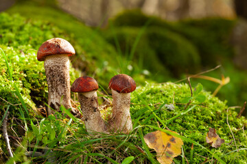 Leccinum aurantiacum or rough-stemmed bolete mushroom. Wild mushroom growing in the forest, Ukraine.