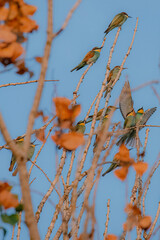 European bee-eater and autumn leaves. Abejaruco europeo. Merops apiaster.