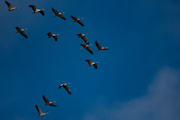 Birds flying. Common crane. Grulla común al vuelo.
