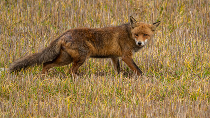 Red fox. Vulpes vulpes. Zorro