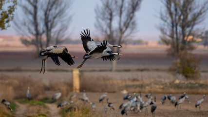 Birds flying. Common crane. Grulla común al vuelo.

