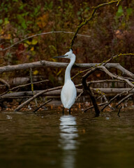  Little egret (Egretta garzetta). Autumn colors.