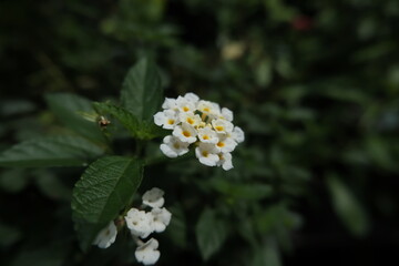 white flowers on a green background