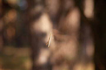 Dry pine needle drops down flying in the wind in the forest. Selective focus.
