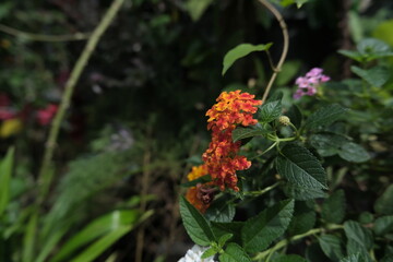 orange flower in the garden