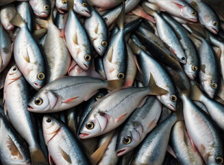 Obraz premium A stack of freshly caught sardine fish from the fishermen's boat