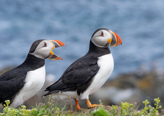Puffins arguing