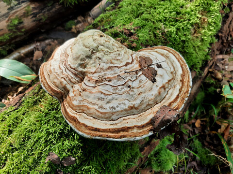 Fomes fomentarius