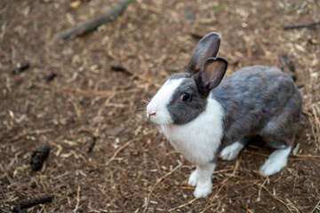 Cute Rabbit
