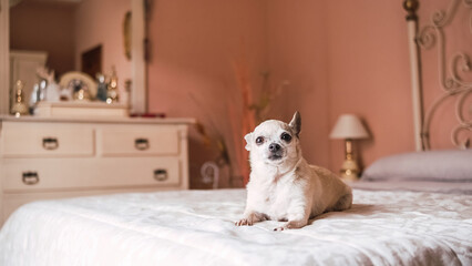 Cute white chihuahua dog sitting on cozy bed in bedroom