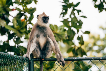 portrait of wild spectacle monkey