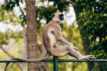 portrait of wild spectacle monkey