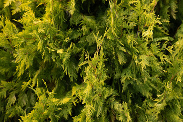 Beautiful green background of thuja branches in the rays of the setting sun. Succulent thuja branches form a continuous background. Beautiful green thuja in the rays of the setting sun.