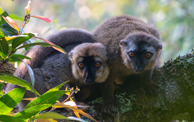The red-fronted brown lemur (Eulemur rufifrons) in Ranomafana National Park in Madagascar
