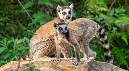 Obraz premium Ring-tailed lemurs in Madagascar