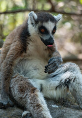Ring-tailed lemurs in Madagascar