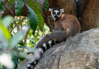 Ring-tailed lemurs in Madagascar