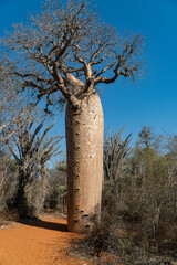 baobab trees in the Ifaty baobab tree reserve in Madagascar
