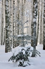 Small Christmas tree with fluffy snow in a birch grove in the sunlight