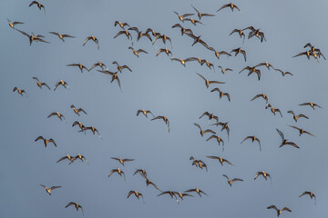 Black-tailed Godwit, Limosa limosa, birds in flight over Marshes at winter time