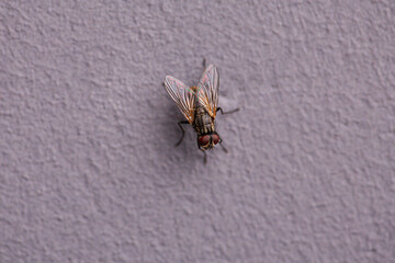 Adult House Fly of the species Musca domestica