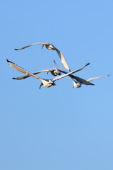 ibis sacri