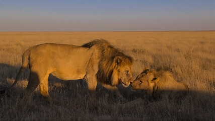 lion and lioness