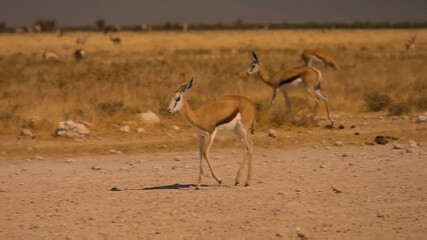 Fototapeta na wymiar impala in the desert