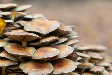 Autumn forest, yellow and brown colors, leaves and mushrooms, walk, sun