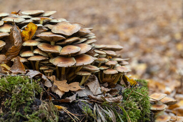 Autumn forest, yellow and brown colors, leaves and mushrooms, walk, sun