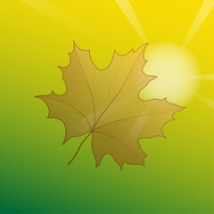 Autumn. Maple leaf, sun. Autumn banner. Vector illustration.