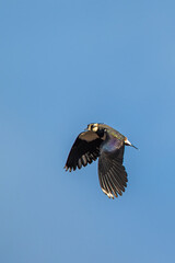 Northern Lapwing, Vanellus vanellus, birds in flight over marshes at winter