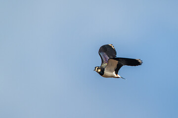 Fototapeta na wymiar Northern Lapwing, Vanellus vanellus, birds in flight over marshes at winter