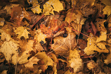Blätter auf einen Haufen. Herbstblätter